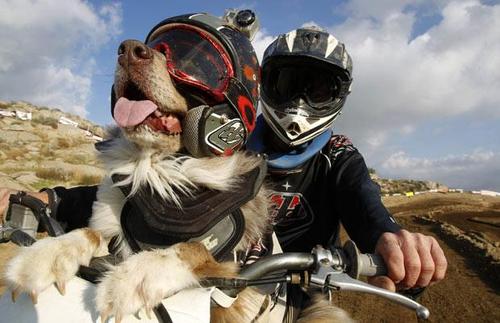 dog-on-a-motorcycle